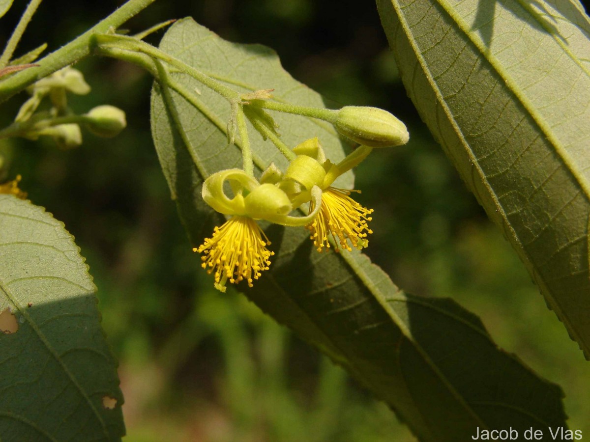 Grewia helicterifolia Wall. ex G.Don